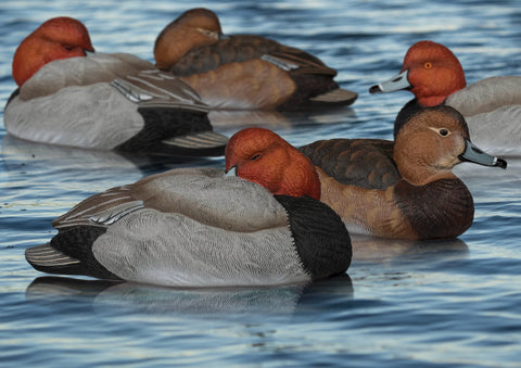 Redhead Decoys
