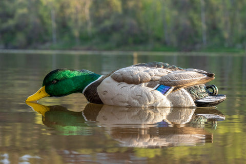 Painted Mallard Floater Decoy Foam Filled
