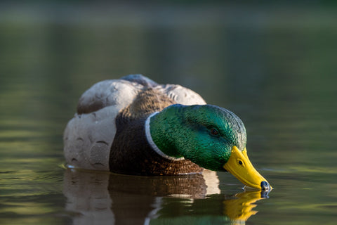 Floater mallard decoy