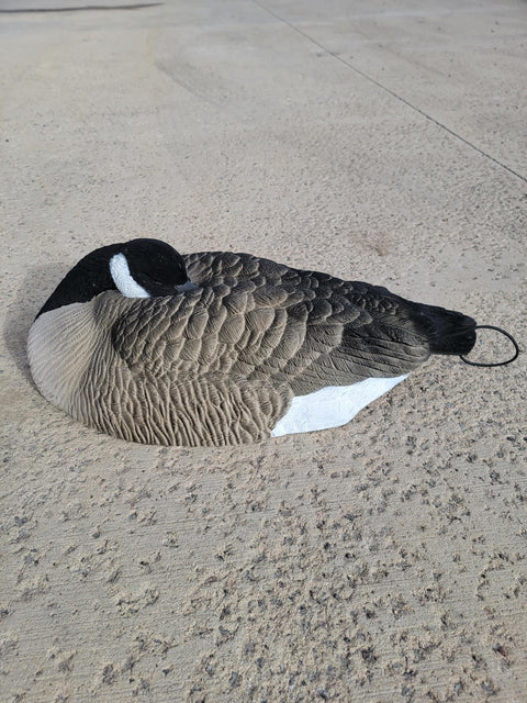 FUlly Flocked canada goose sleeper shell decoy