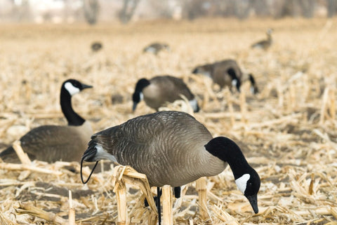 Damaged Decoy Boxes Sale!!