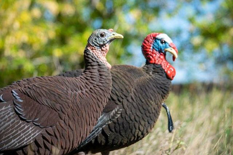 Fullbody Turkey Decoys
