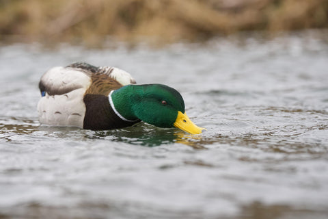 flocked head floater mallard decoy