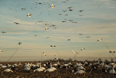 Outfitter Snow Goose Windsock Decoys