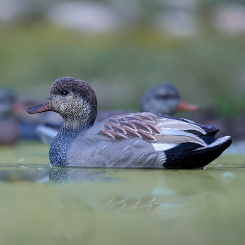 sx floater gadwall duck decoys