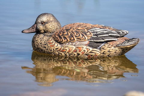 Hen cinnamon teal decoy