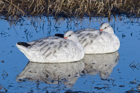 Juvie snow goose decoy floater sleeper.