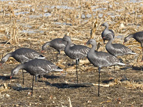 SX Full body juvie Blue goose decoy