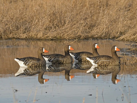 Specklebelly sentry floater decoy