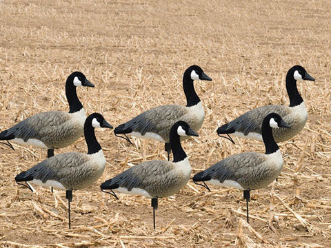 Tall Neck Lesser Canada goose decoys