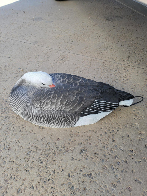 Sx adult blue goose sleeper shell decoy