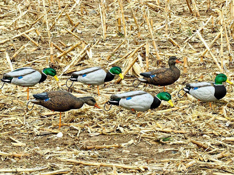 full body mallard duck decoy