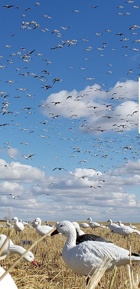 SX fullbody snow goose decoys