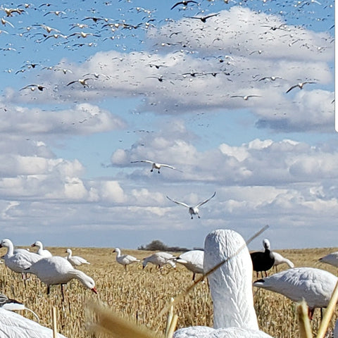 SX Full body Snow goose decoys