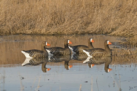 Sentry floater specklebelly decoys
