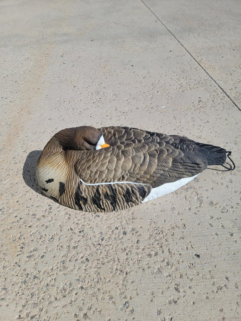 Sleeper shell specklebelly goose decoys.