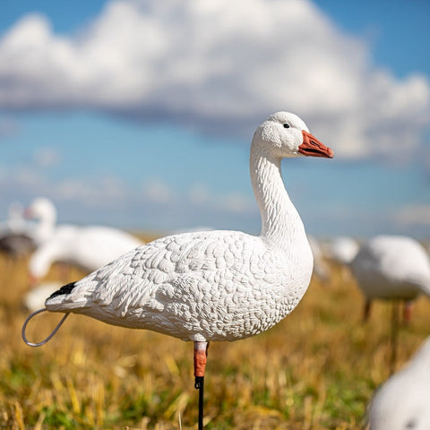 Full body tall neck snow goose decoy