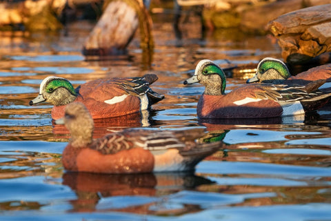 Wigeon Duck Decoys